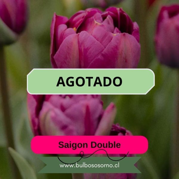 Pack Bulbos de Tulipanes Saigon Double – Bulbos Osorno