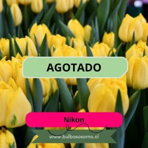 Pack Bulbos de Tulipanes Nikon