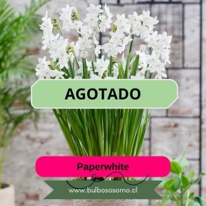 Bulbos de Narcisos Paperwhite