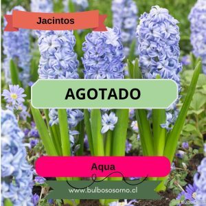 Bulbos de Jacintos Aqua