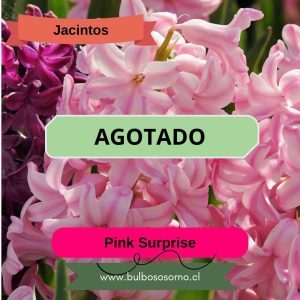 Bulbos de Jacintos Pink Surprise
