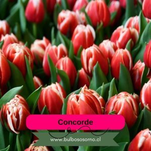 Pack Bulbos de Tulipanes Concorde