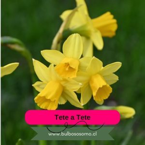 Bulbos de Narcisos Tete a Tete