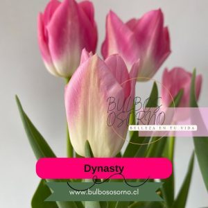 Pack Bulbos de Tulipanes Dynasty