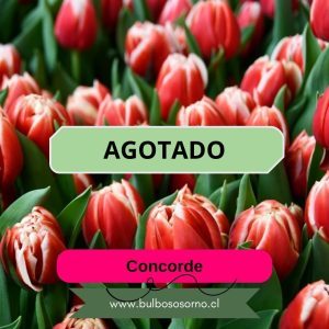 Pack Bulbos de Tulipanes Concorde
