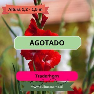 Pack Cormos de Gladiolo Traderhorn
