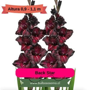 Pack Cormos de Gladiolo Black Star