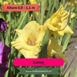 Cormos de Gladiolo BraVal