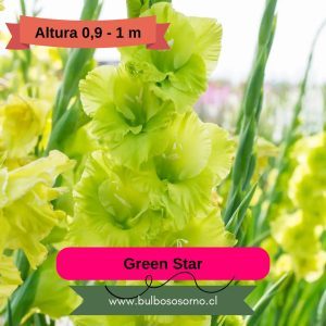 Cormos de Gladiolo Green Star