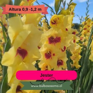 Cormos de Gladiolos Jester