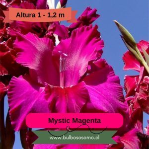 Cormos de Gladiolos Mystic Magenta
