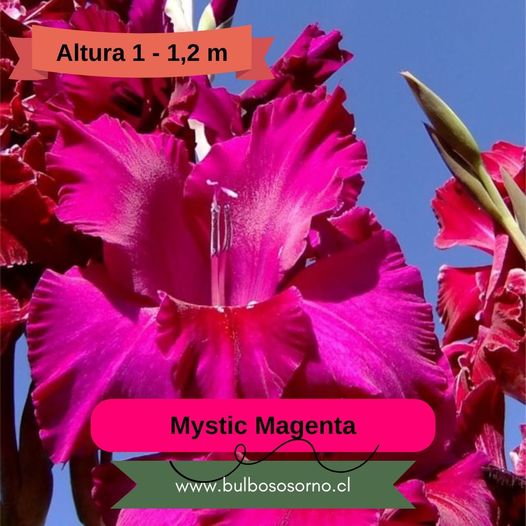 Cormos de Gladiolos Mystic Magenta