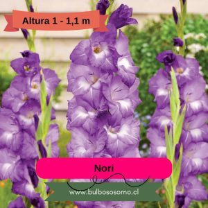 Pack Cormos de Gladiolo Nori