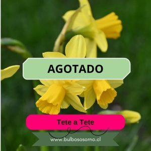Bulbos de Narcisos Tete a Tete