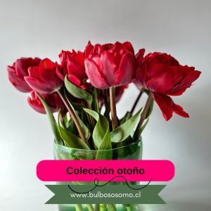Pack promocional fin de temporada otoño 2026