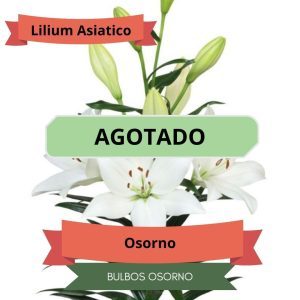Bulbos de Lilium Asiático Blanco