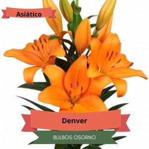 Bulbos de Lilium Asiático Naranjo