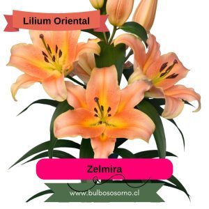 PREVENTA Pack Promocional Bulbos de Lilium Oriental
